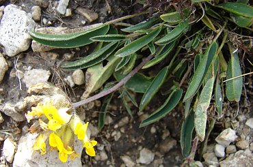 #dolomity #owady #kwiaty #świstak