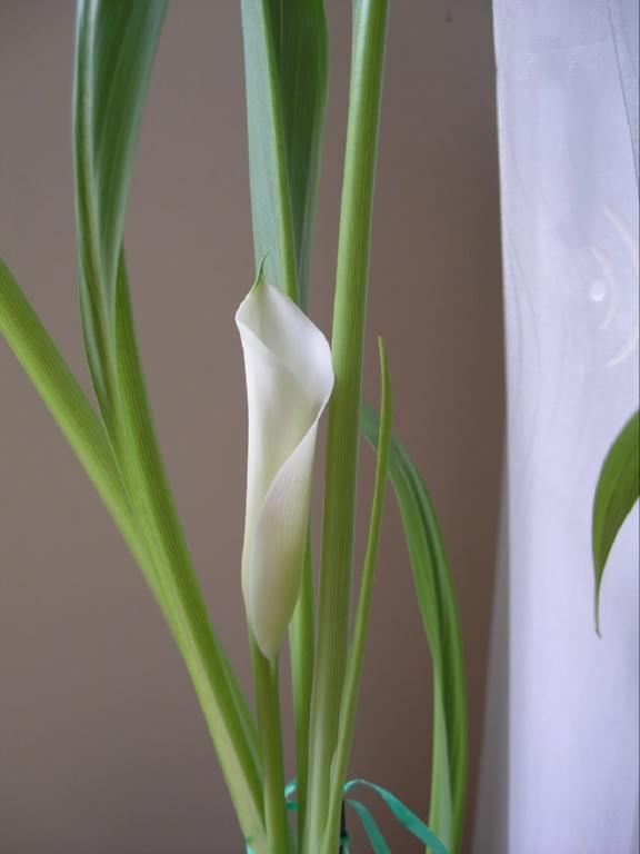 calla #kwiatki #kwiaty