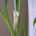 calla #kwiatki #kwiaty