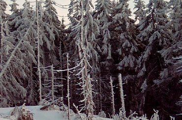 Turbacz 28-31 Stycznia 2008 #Matys #turbacz #podhale #gorce #gpn #czolo #turbacza