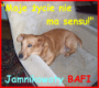 bannery dla Bafiego