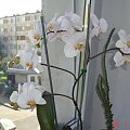 orchidea Agaty