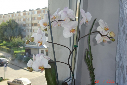 orchidea Agaty