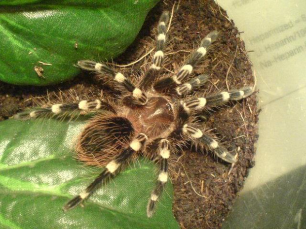 A.geniculata L8 (2 zdjecie)