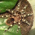 A.geniculata L8 (2 zdjecie)