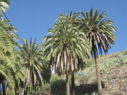 to są palmy które wyrosły same beż dopływu wody w szlauch bo tam wszystko co zielone jest podlewane