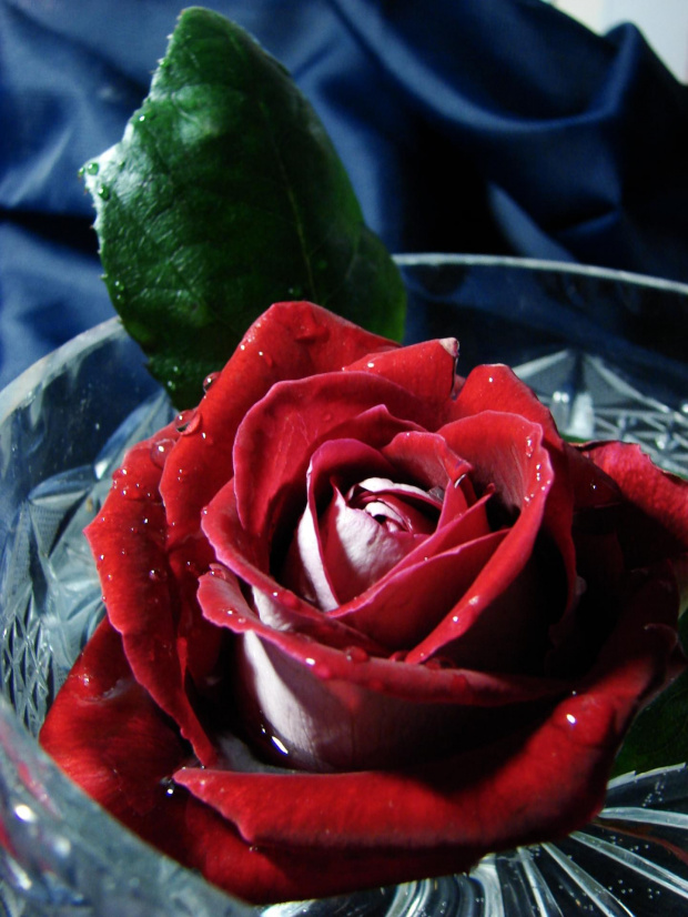Różyczka od Misia #kwiaty #natura #rośliny #róża