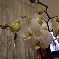 phalaenopsis #storczyki