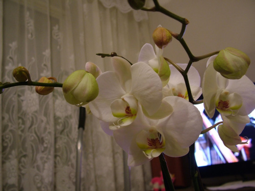 phalaenopsis #storczyki