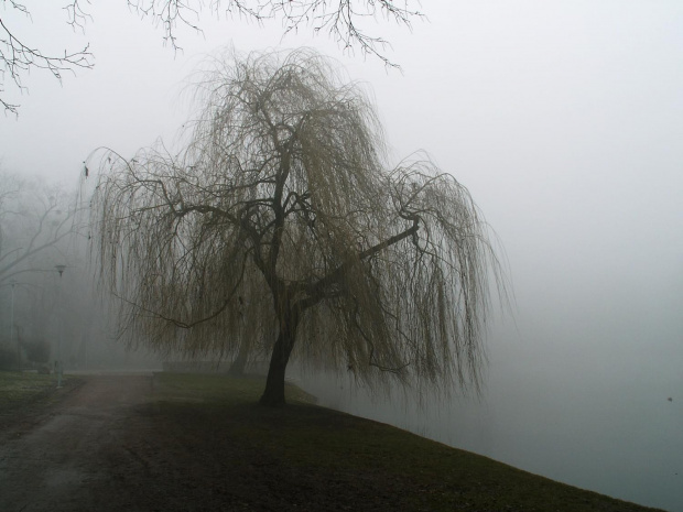 Park w Raciborzu, mgła #ParkWRaciborzu #mgła