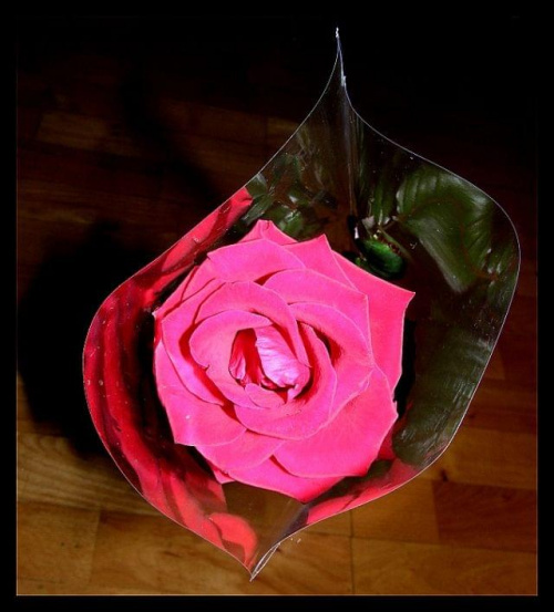 #kwiat #kwiatek #róża #różyczka