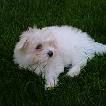 Wszystkie moje sliczne dziewczynki_CoCo,_Lucy_Matty_Syndy_Holly