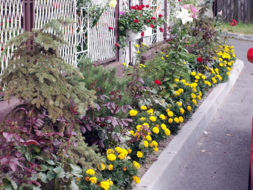 To mój ogródek przed moim domem. Foto z ub. roku #kwiaty #ogródek #wieś