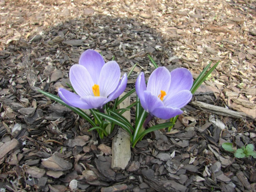 Wiosna zawitała do mojego ogródka :D #ogród #kwiaty #krokusy #wiosna