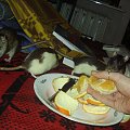 rats do adopcji