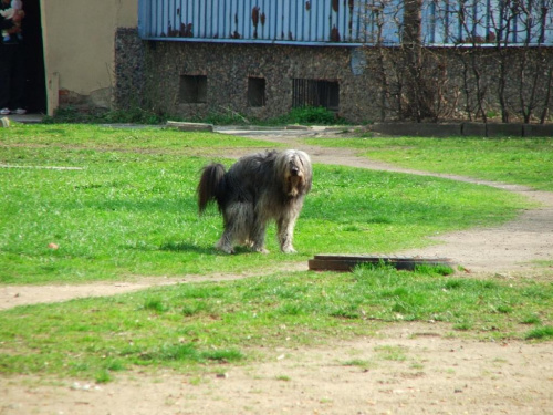 piesio... dziś mijają trzy miesiące bez kundlorka:(