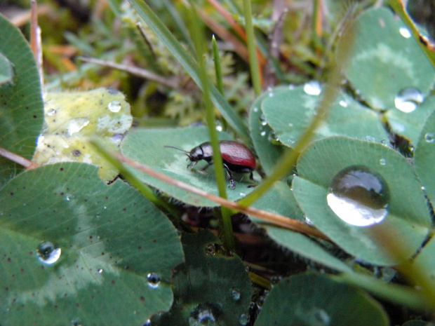 #kropla #rosa #liść #natura #przyroda #robak #robaczek #zbliżenie #makro