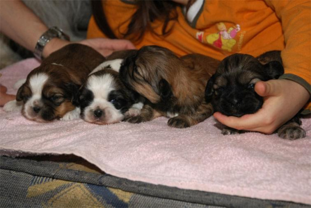 3 sunie i piesek - 11.03.2008 #psy #ShihTzu #szczeniaki