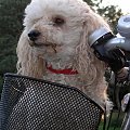 Maks - najbardziej lubi jeżdzić z panią na wycieczki rowerowe - pani na rowerze, on w koszyku. : "Świat z góry, przesuwający się jest ciekawszy"