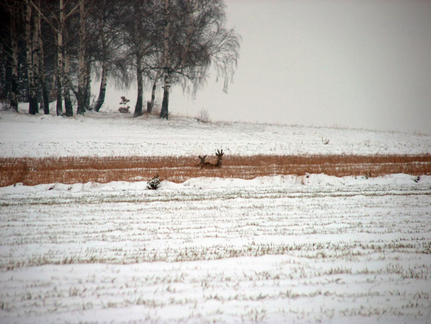 odpoczywający koziołek z sarną #przyroda #natura #sarny #zwierzęta #las #krajobraz #zima