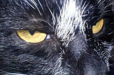 koteczek #kot #kotek #koteczek