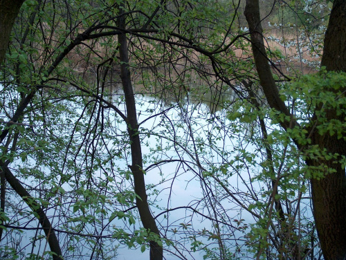 nad wodą #przyroda #natura #woda #staw #drzewa #krajobraz #wiosna