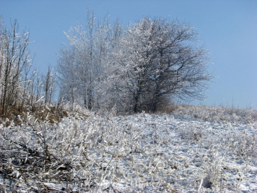 zima #przyroda #natura #zima #krajobraz #JeleniaGóra #drzewa #śnieg #karkonosze