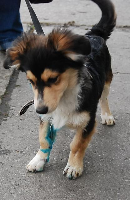 Toluś #DoAdopcji #schron #czeka #pies #adoptuj #Jastrzębie