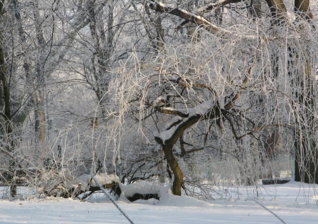 Park Staszica #park