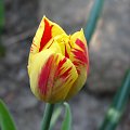 tulipan