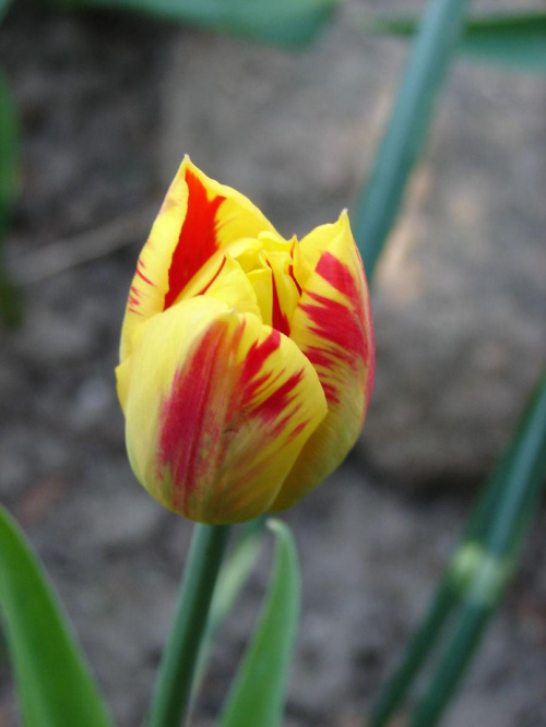 tulipan