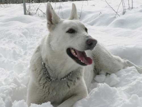 bialy owczarek szwajcarski na śniegu #BialyOwczarek #bos #pies