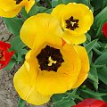 #tulip #tulipan #tulipany