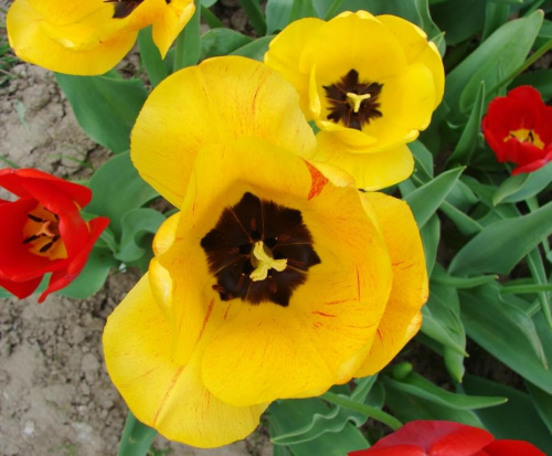 #tulip #tulipan #tulipany