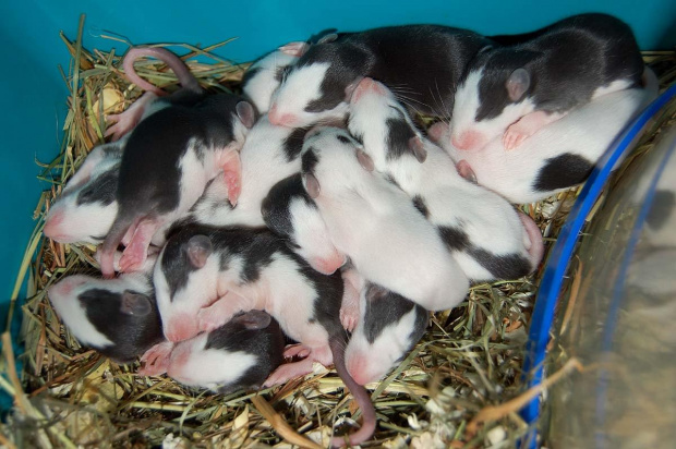 szczureczki mają już 11 dni :) #szczur #szczury #szczurki