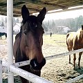 "Jest rzeczą oczywistą, że koń na siłę odpowiada siłą, a im większą sprawimy mu przykrość, tym większy napotkamy opór"
Wojciech Mickunas