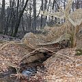 Wiosna zamarla,wszedzie slady sniegu a na nim opadle paczki drzew :(W lesie zimno,szaro i glucho..