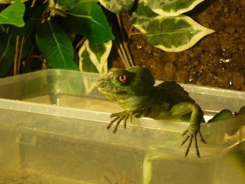 bazyliszek, basiliscus, plumifrons, płatkogłowy