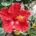 Chińska róża, na hiszpańskiej wyspie:) #egzotyczne #GranCanaria #roślinki #kwiaty