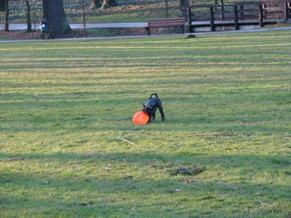 frisbee #pies