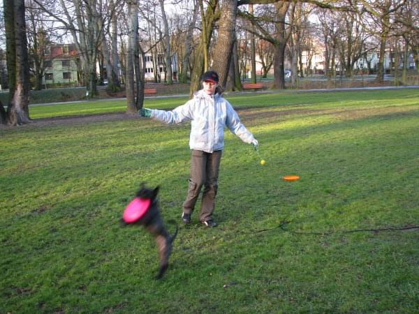 frisbee #PiesSznaucer