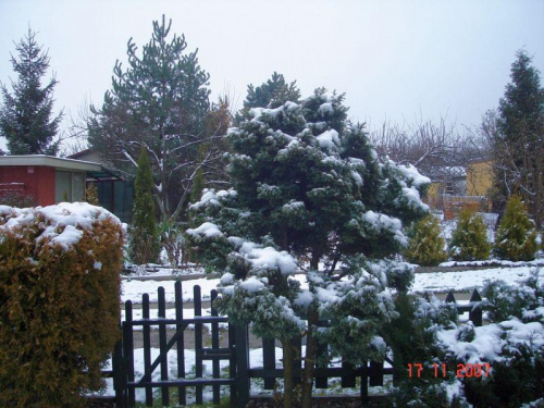 Działka zimą XI 2007