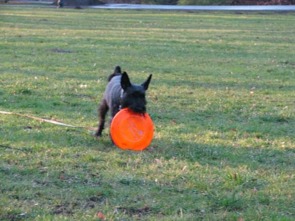 frisbee #pies