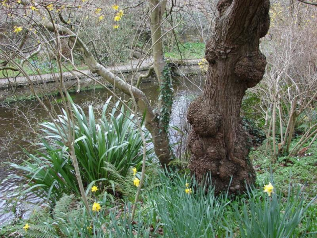 Mount Usher Gardens