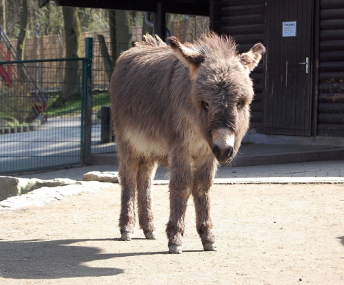 "Opel" ZOO w Königstein.Osiol