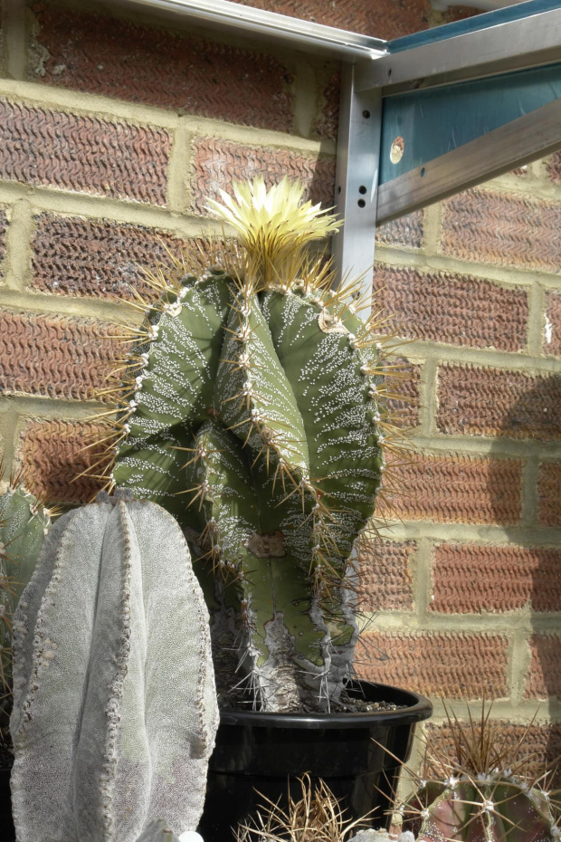 Astrophytum ornatum