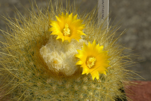 Parodia chrysacantion