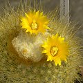 Parodia chrysacantion