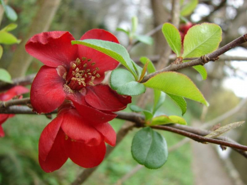 Mount Usher Gardens