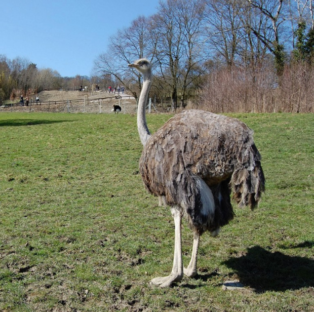 cd. ZOO w Königstein.